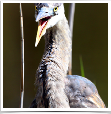 Great Blue Heron - Squawking Great Blue Heron - Squawking